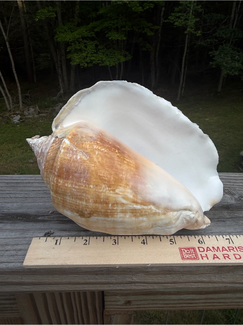 Large Pacific Conch - Picture 2 of 8